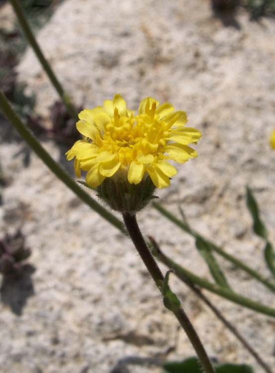 Image of Erigeron cabulicus specimen.