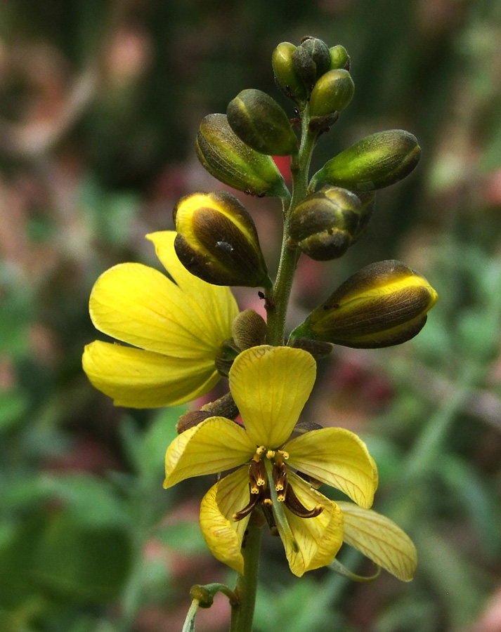 Image of Senna italica specimen.