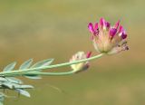 Astragalus schrenkianus