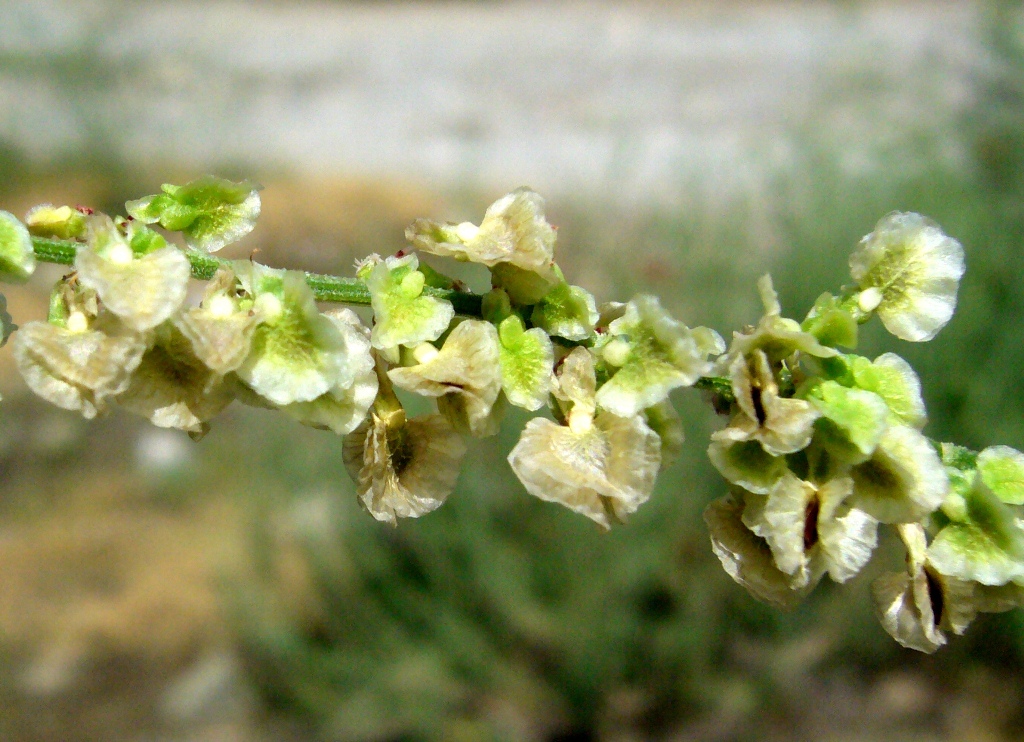 Image of Rumex tuberosus ssp. turcomanicus specimen.