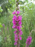 Lythrum salicaria