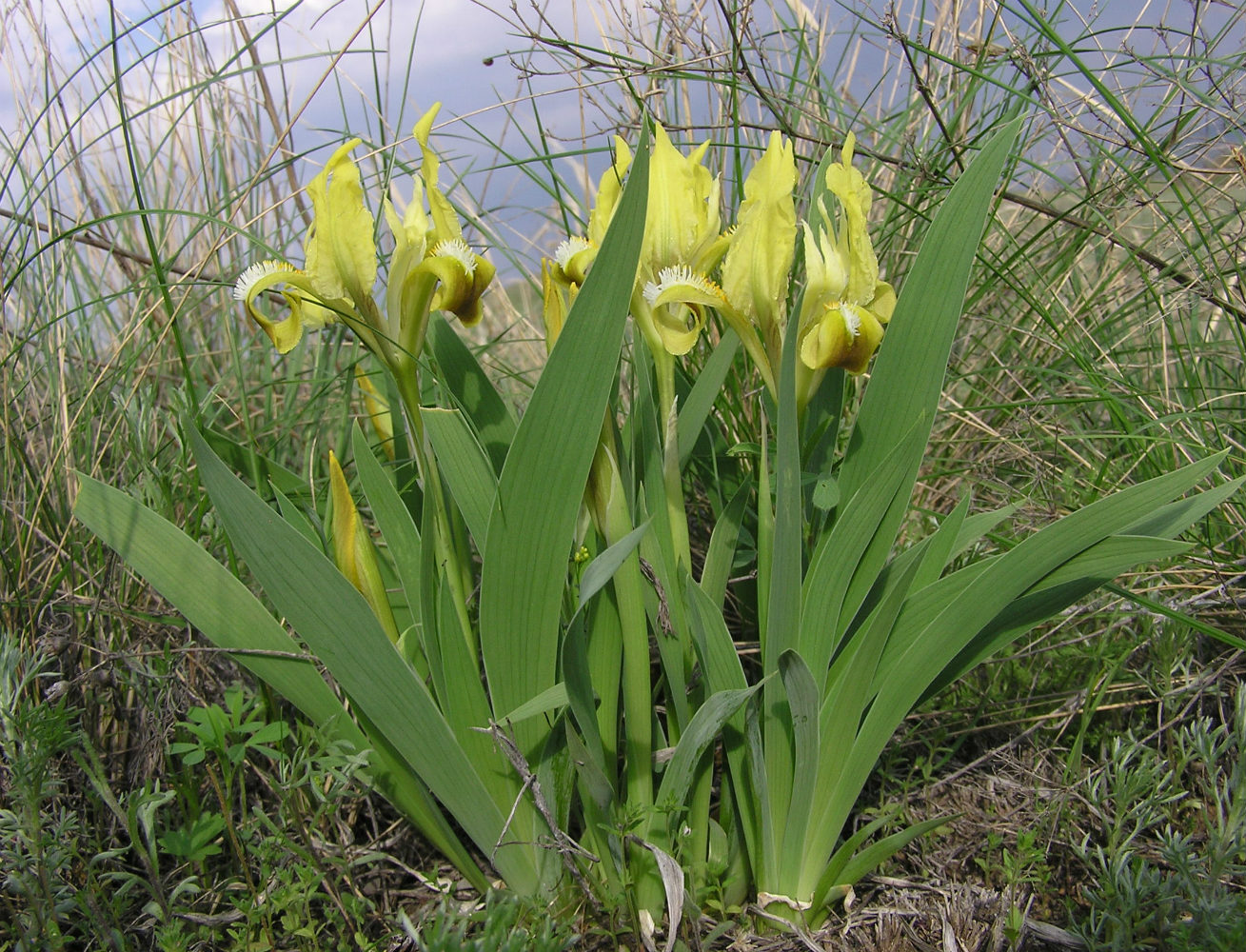 Image of Iris pumila specimen.