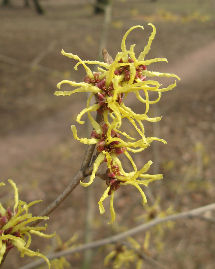 Изображение особи род Hamamelis.