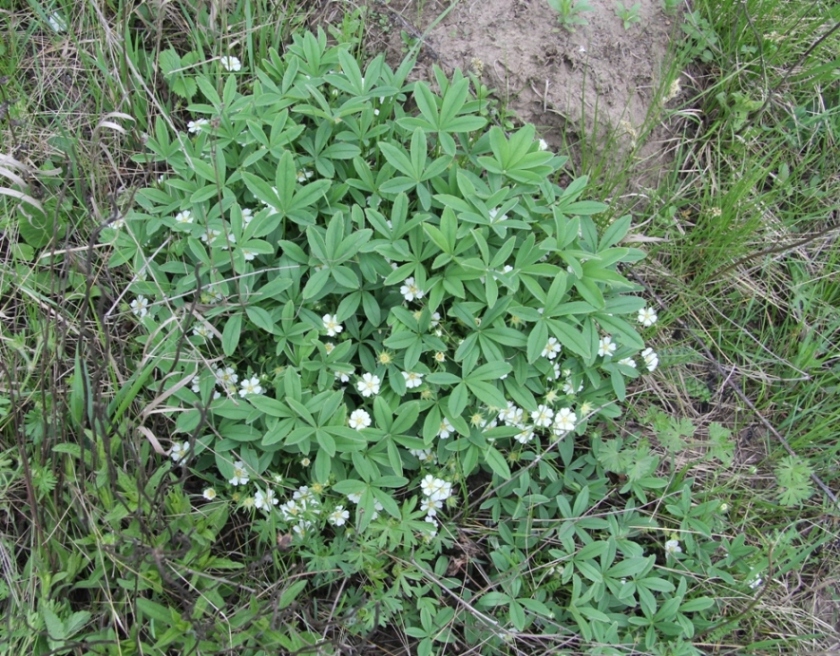 Изображение особи Potentilla alba.