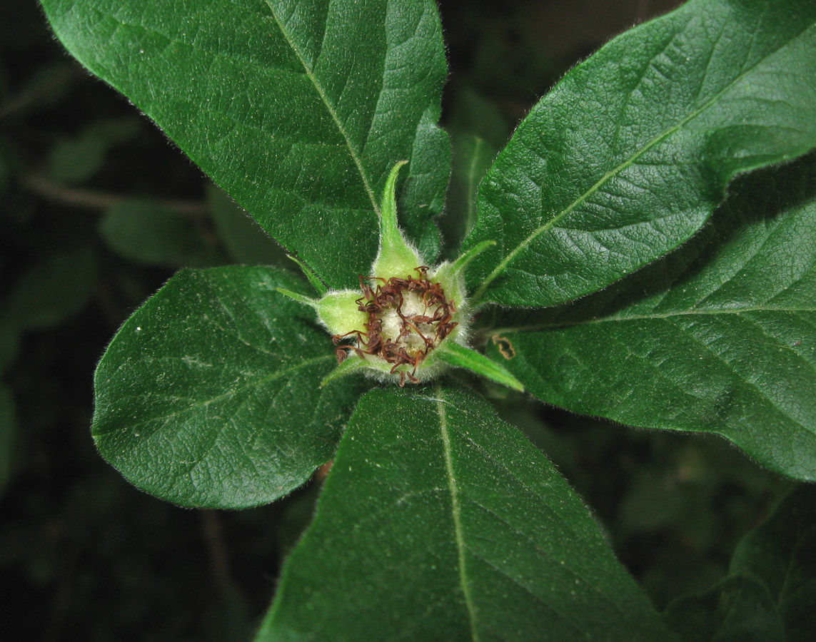 Image of Mespilus germanica specimen.