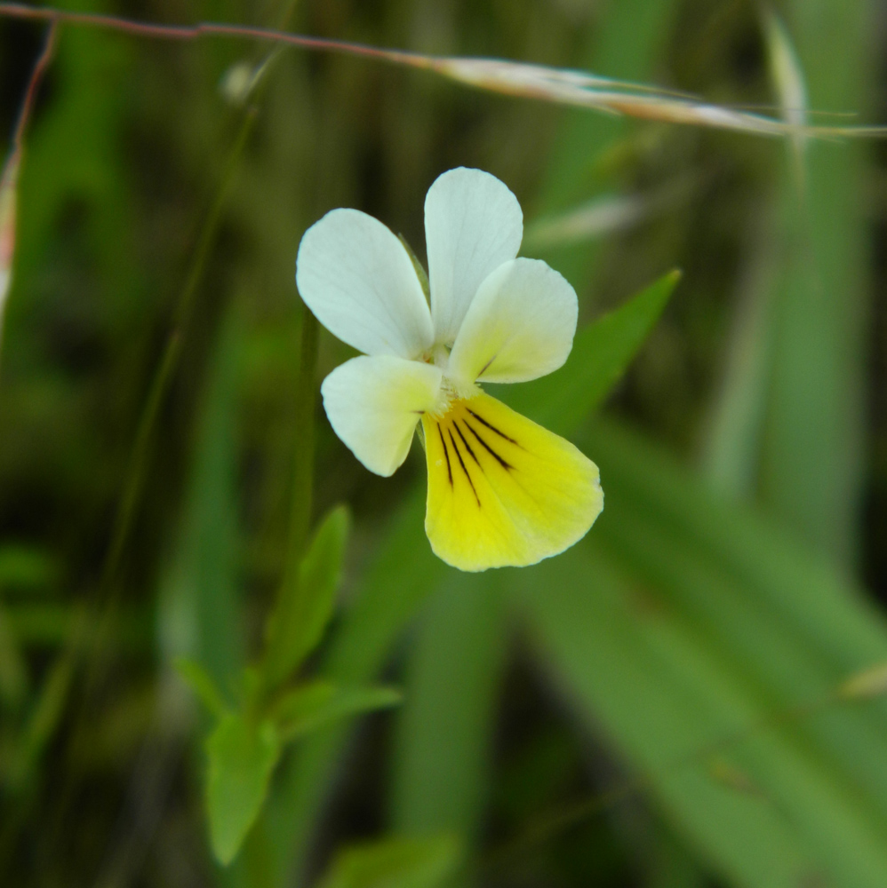 Изображение особи Viola arvensis.