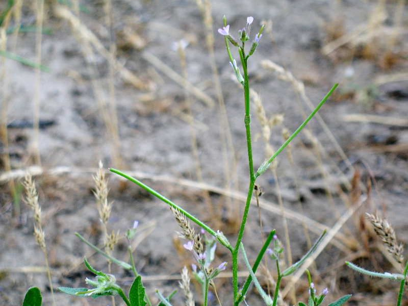 Image of genus Strigosella specimen.