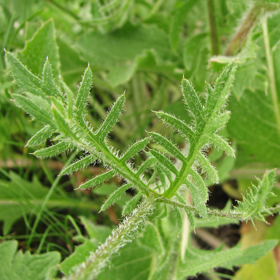 Image of Klasea erucifolia specimen.