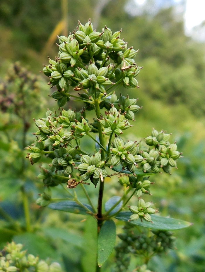 Изображение особи Thalictrum flavum.