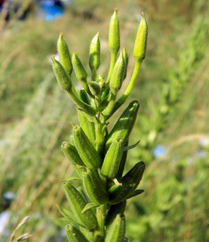 Image of Oenothera biennis specimen.