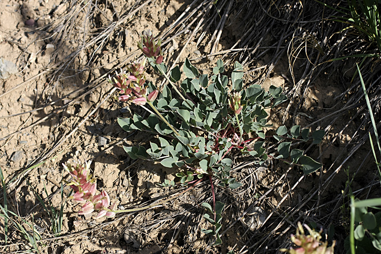 Image of Astragalus megalomerus specimen.