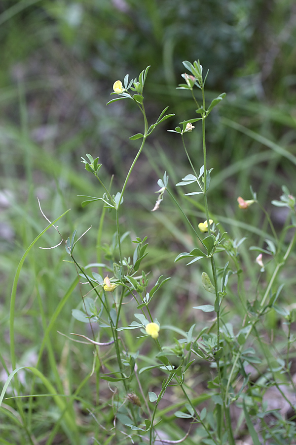 Image of Lotus sergievskiae specimen.