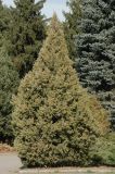 Juniperus turcomanica