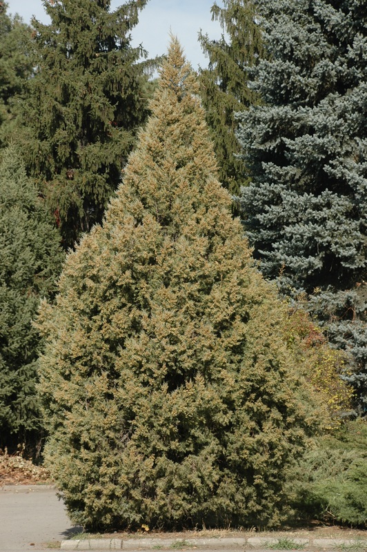 Image of Juniperus turcomanica specimen.