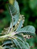 Clethra barbinervis. Верхушка побега. Германия, г. Krefeld, ботанический сад. 16.09.2012.