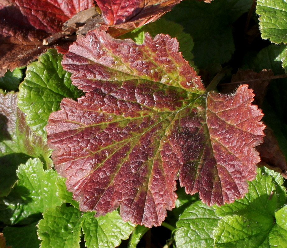 Image of Geum quellyon specimen.