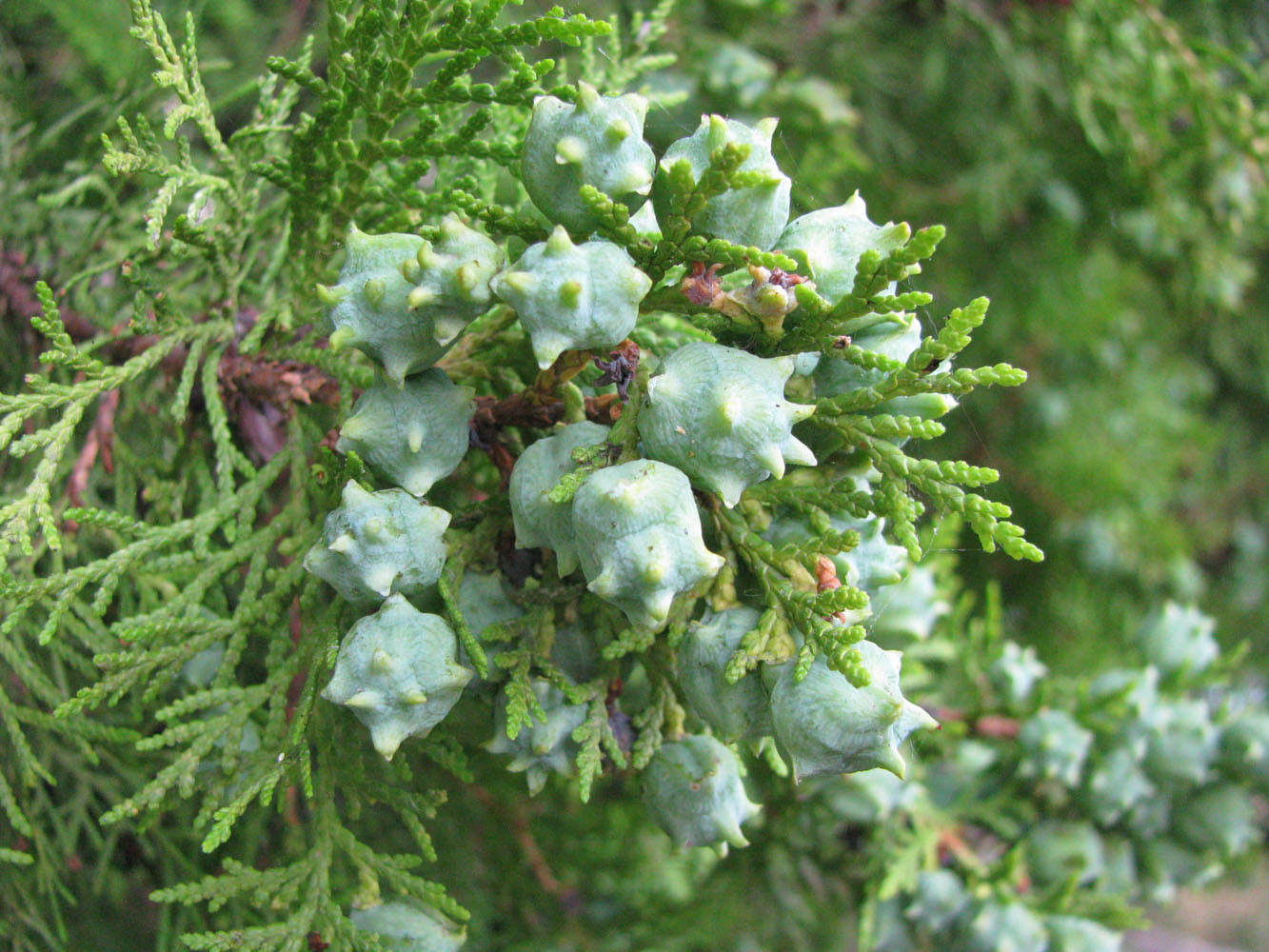 Изображение особи Platycladus orientalis.