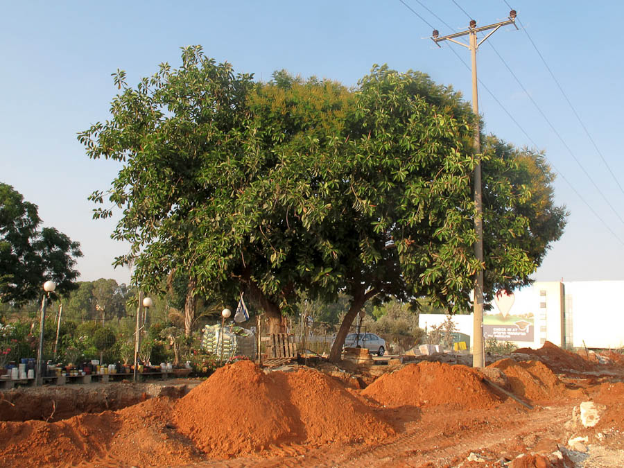 Изображение особи Ficus elastica.