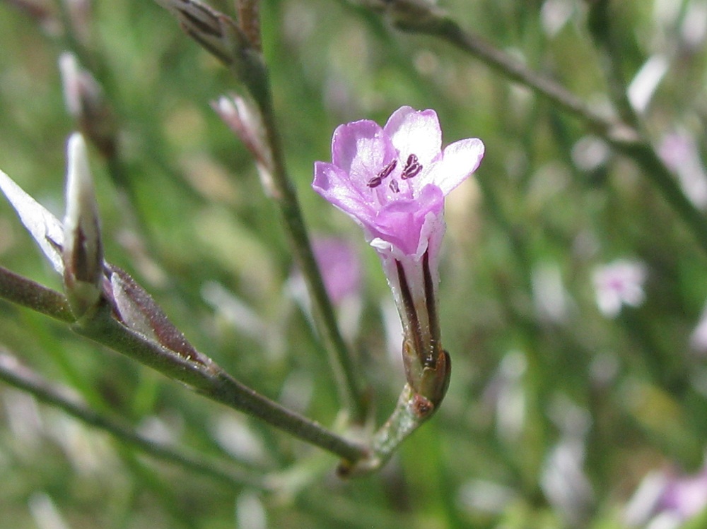 Image of Goniolimon graminifolium specimen.