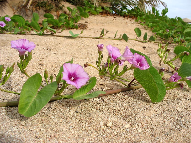 Изображение особи Ipomoea pes-caprae.