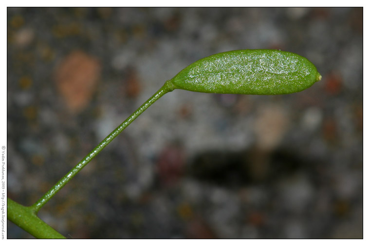 Image of Draba nemorosa specimen.