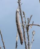 Moringa peregrina