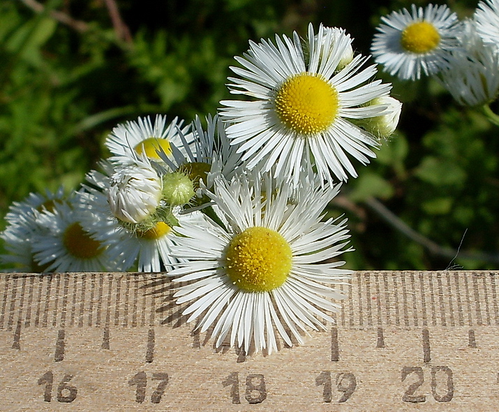 Image of Erigeron annuus specimen.