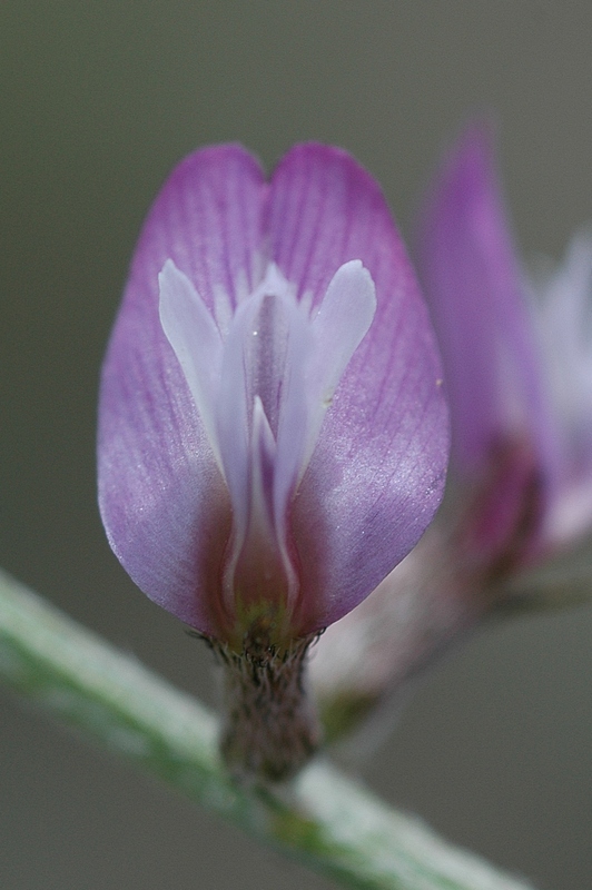 Image of Oxytropis gebleriana specimen.