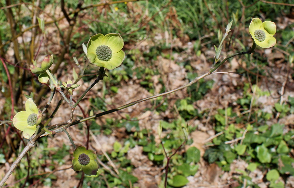 Image of Cynoxylon nuttallii specimen.