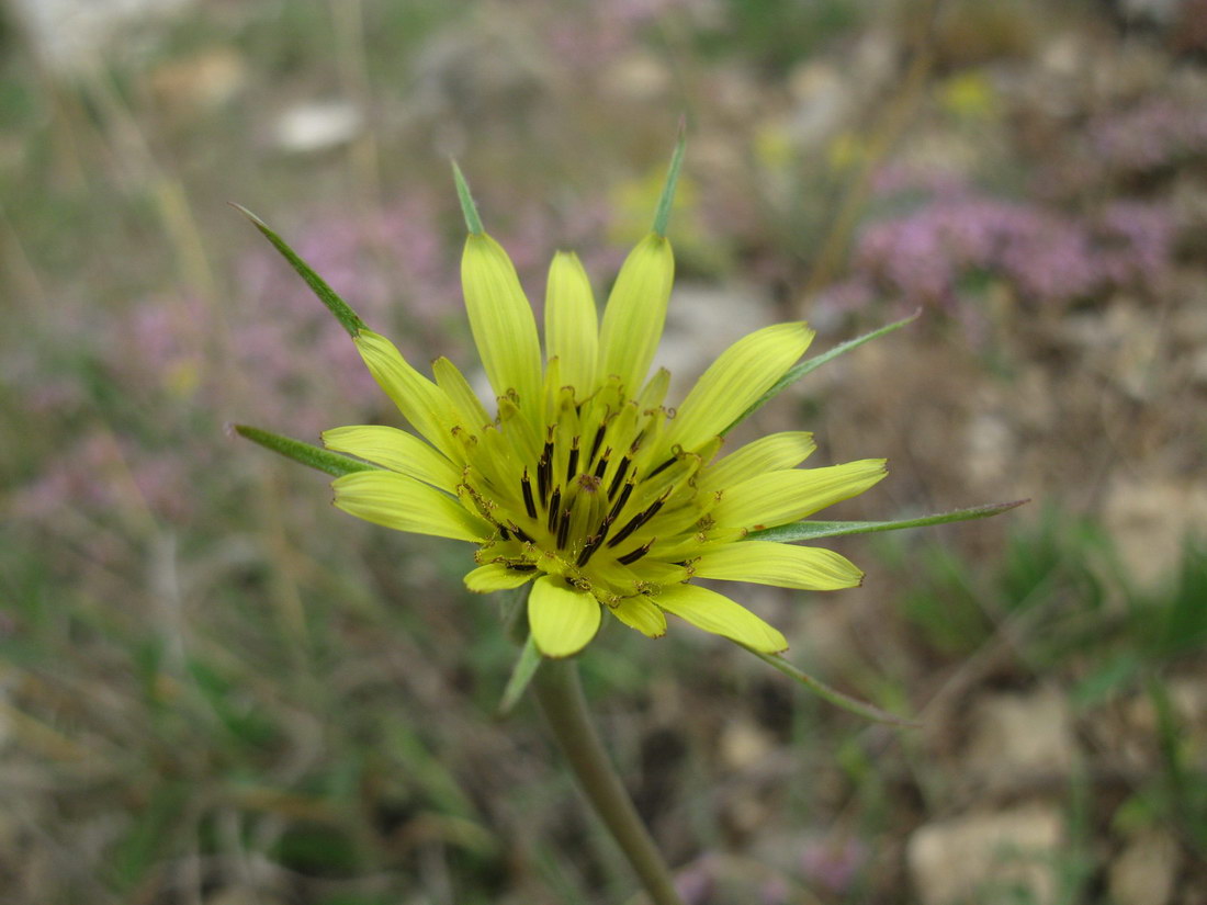 Image of Tragopogon dubius specimen.