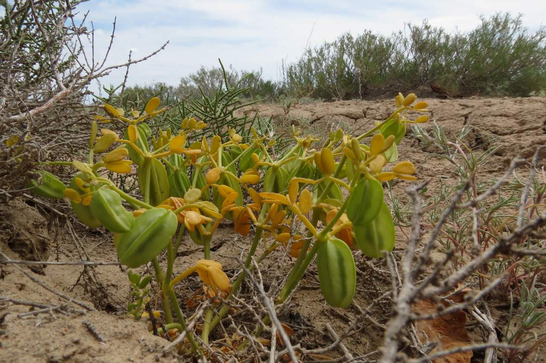 Изображение особи Zygophyllum lehmannianum.