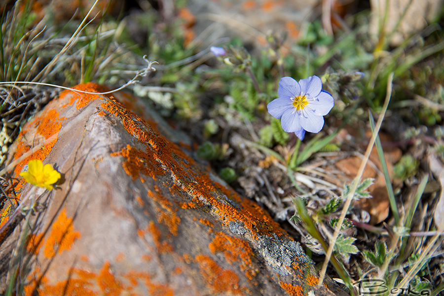 Image of Polemonium boreale specimen.