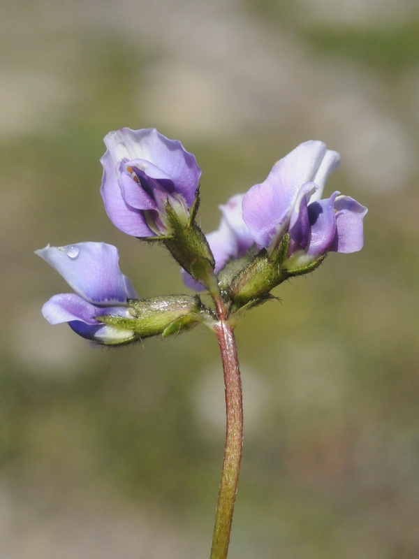 Изображение особи Oxytropis platysema.