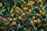 Helenium autumnale