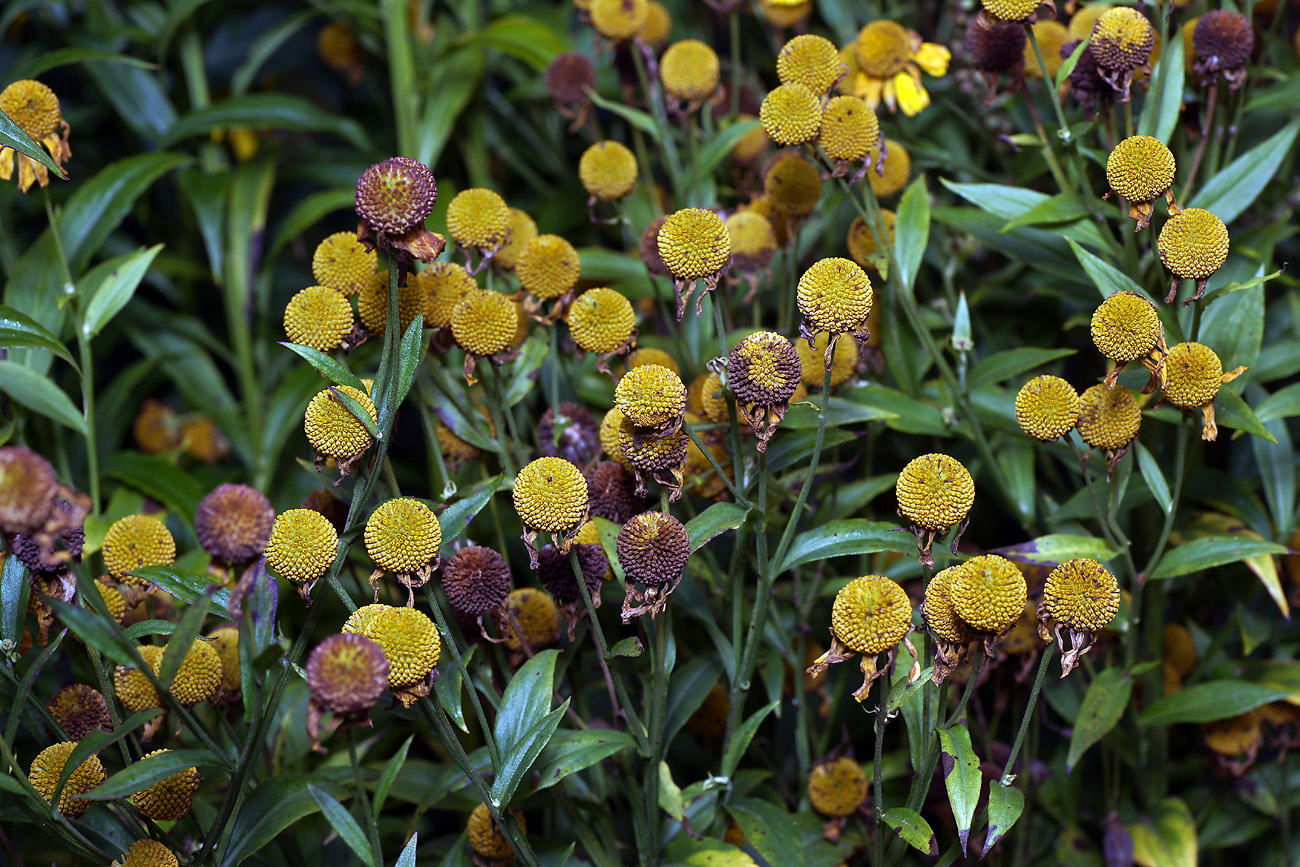 Image of Helenium autumnale specimen.