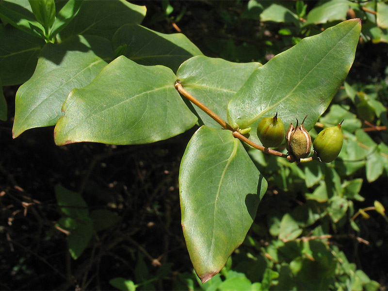 Image of Hypericum grandifolium specimen.