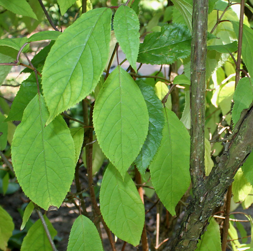 Image of Hydrangea heteromalla specimen.