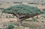 Euphorbia arbuscula. Взрослое дерево. Сокотра, плато Хомхи. 29.12.2014.