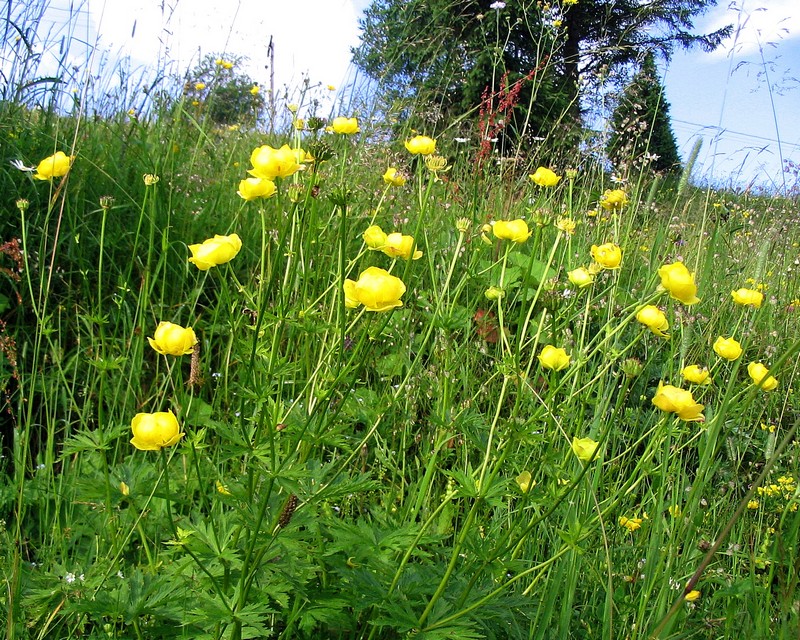 Изображение особи Trollius europaeus.