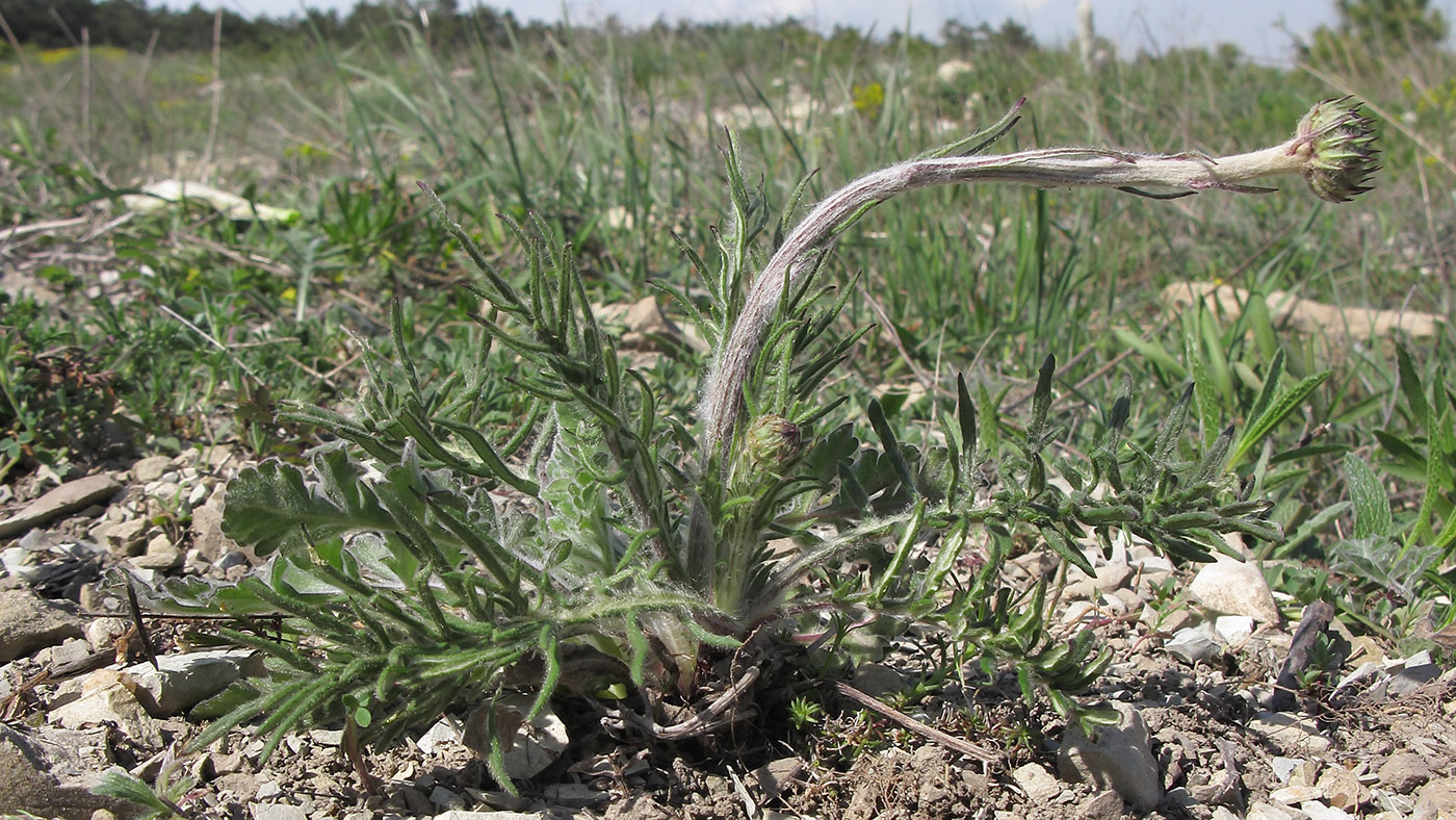 Image of Jurinea blanda specimen.