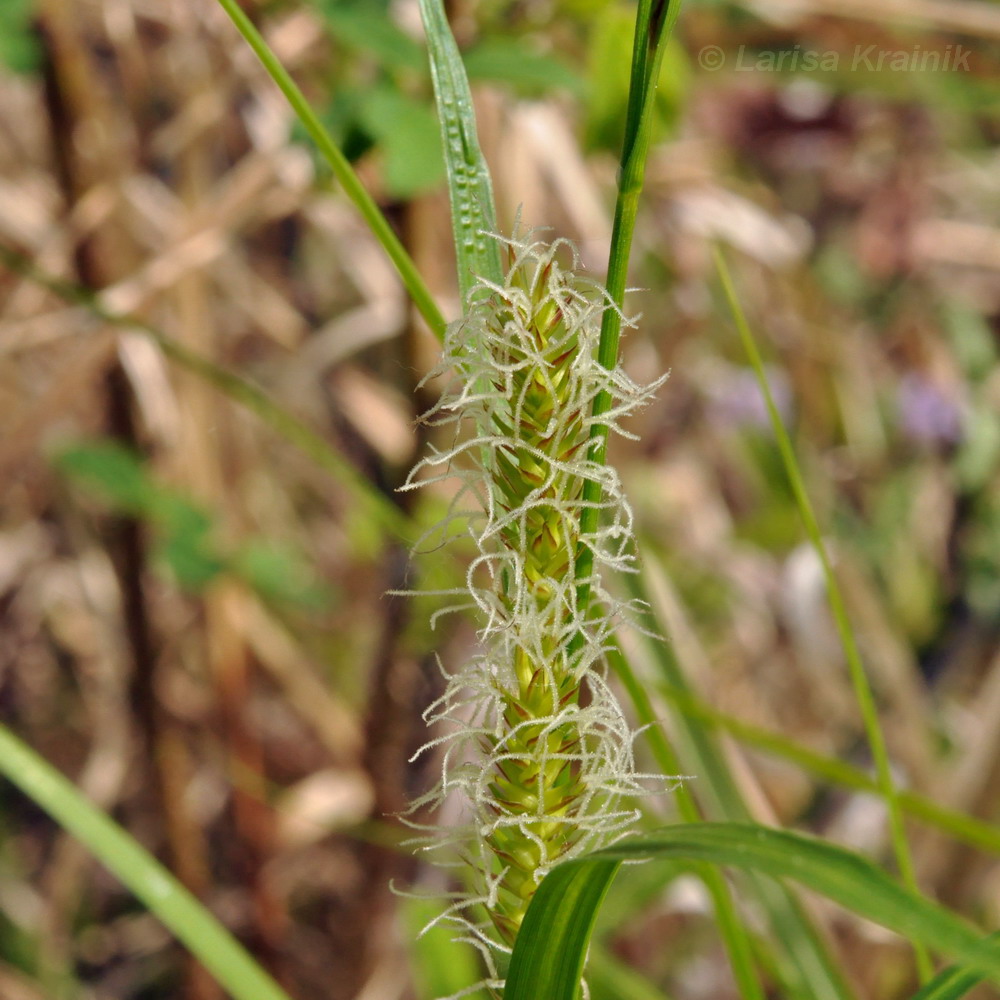 Изображение особи род Carex.