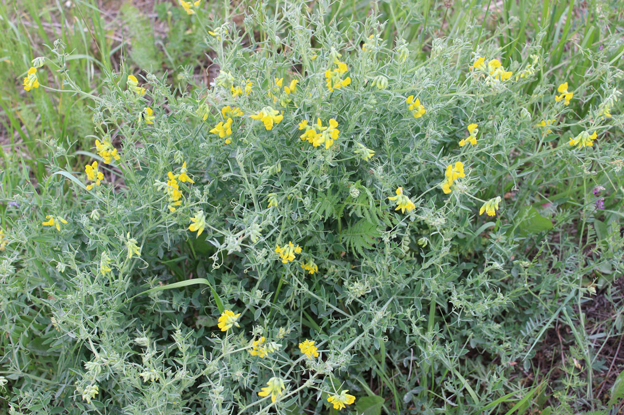 Image of Lathyrus pratensis specimen.