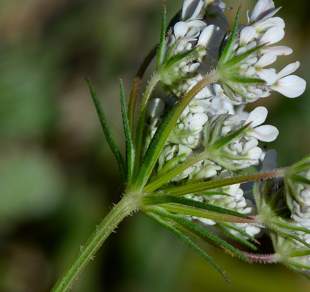 Image of Daucus glaber specimen.