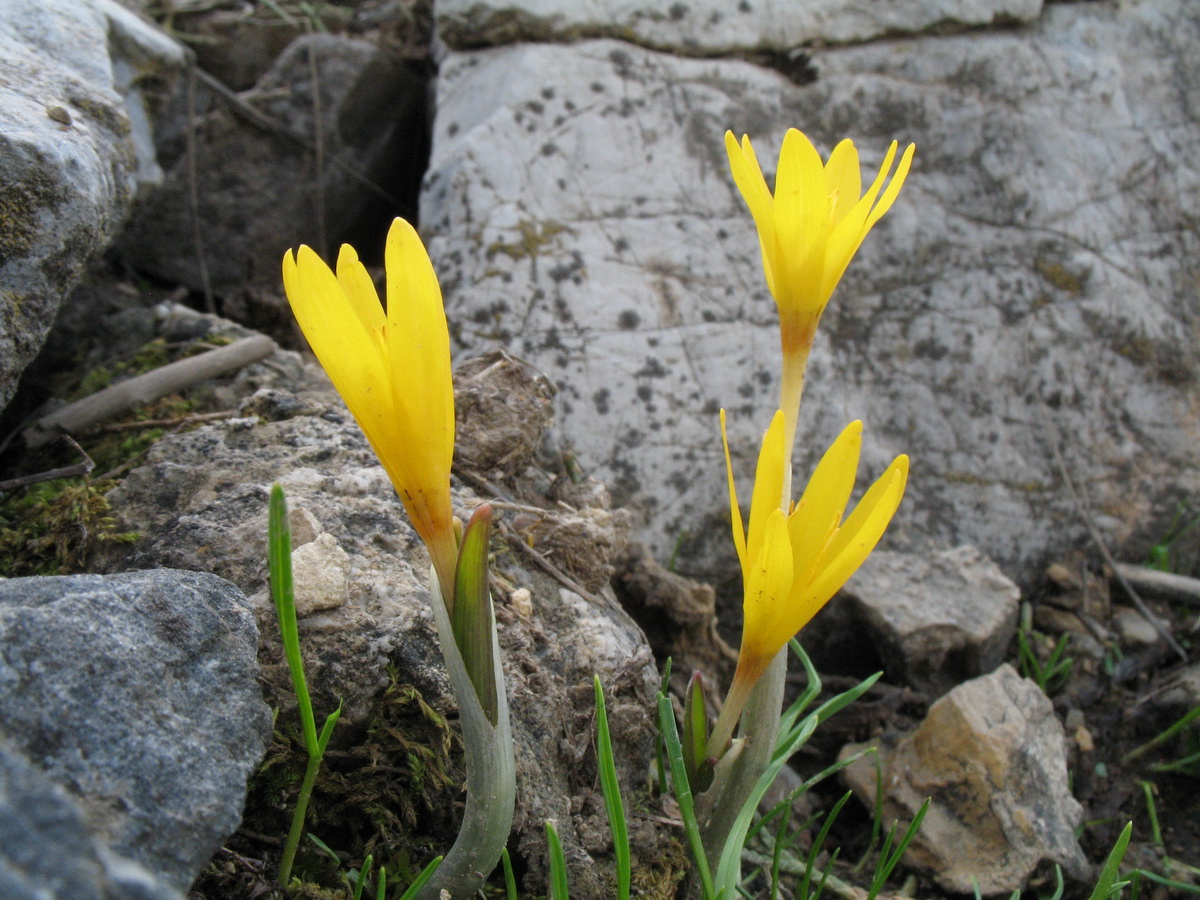 Image of Colchicum luteum specimen.