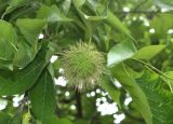 Maclura pomifera