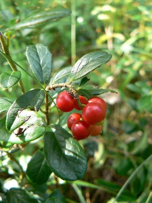 Image of Vaccinium vitis-idaea specimen.