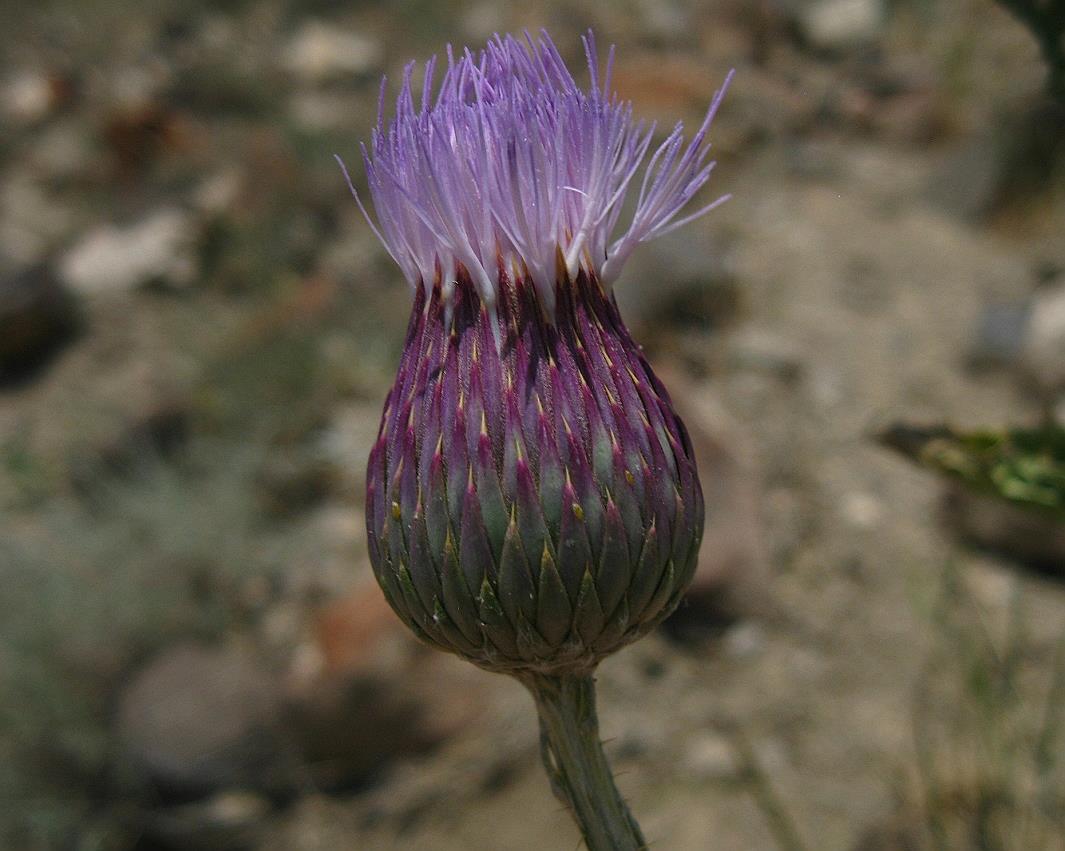 Image of Onopordum armenum specimen.