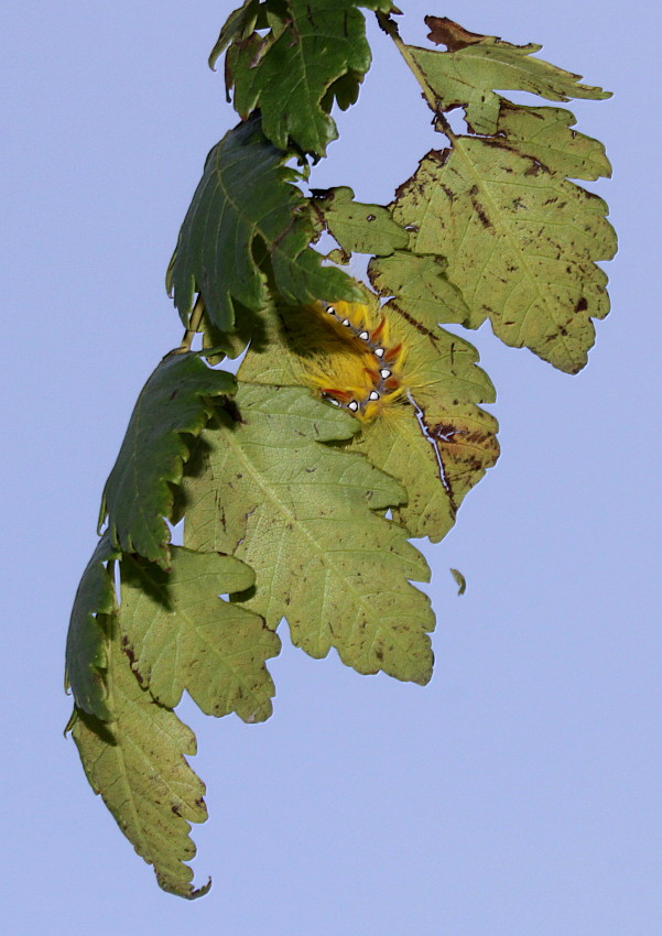 Image of Koelreuteria paniculata specimen.