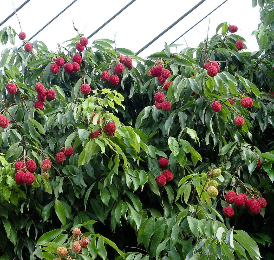 Image of Litchi chinensis specimen.