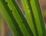 Смотреть изображение Carex pilosa